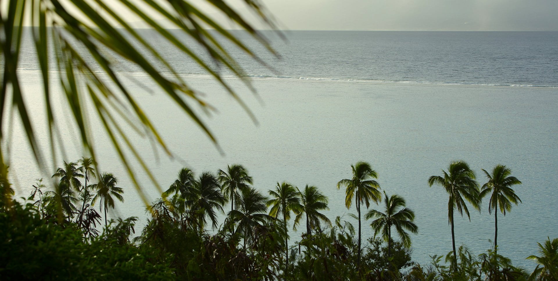 Cocotiers le long du rivage face à un lagon turquoise, ligne du récif et grande bleue à l’horizon.